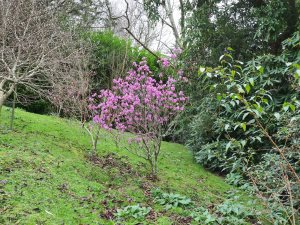Rhododendron mucronulatum