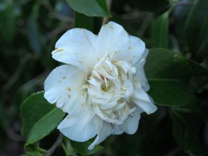 Camellia ‘Mary Costa’