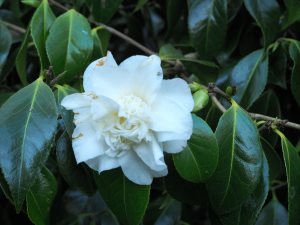 Camellia ‘Mary Costa’