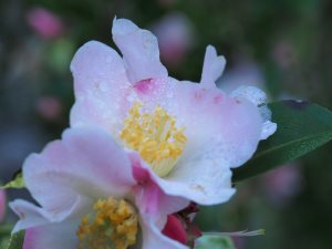 Camellia campetre ‘Fairy Blush’