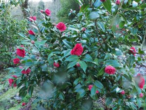 Camellia ‘Volunteer’