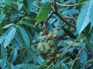 Lithocarpus pachyphyllus