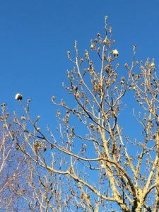 Magnolia campbellii var. alba ‘Strybing White’