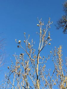 Magnolia campbellii var. alba ‘Strybing White’