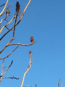 Magnolia rostrata