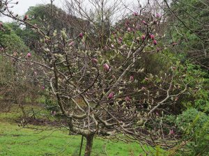 Magnolia ‘Todd’s Forty Niner’