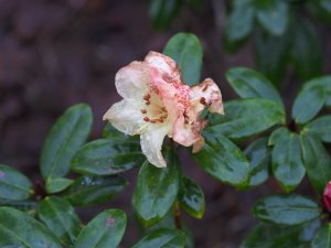 Rhododendron ‘Golden Oriole var. Busaco’
