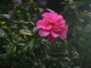 Camellia x williamsii ‘Caerhays’