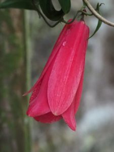 Lapageria rosea