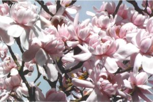 Magnolia campbellii subsp. mollicomata ‘Jim Gardiner’