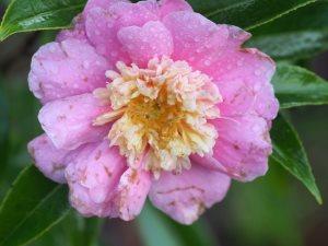 Camellia sasanqua ‘Sugar Plum’