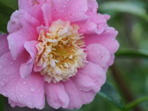 Camellia sasanqua ‘Sugar Plum’