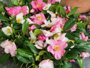 camellia wreath