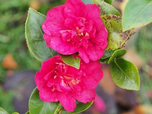 Camellia hiemalis ‘Dazzler’