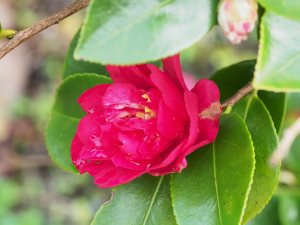 Camellia hiemalis ‘Dazzler’