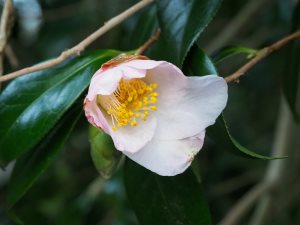 Camellia x williamsii ‘Beatrice Michael’