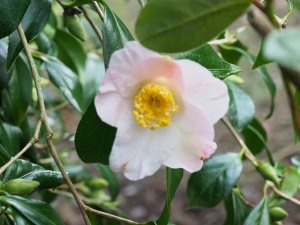 Camellia x williamsii ‘Beatrice Michael’