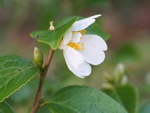 Camellia grishii