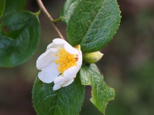 Camellia grishii