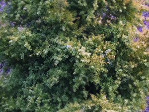 Podocarpus totara ‘Aurea’