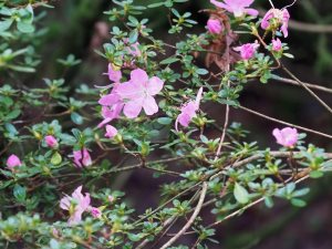 Azalea ‘Hinomayo’