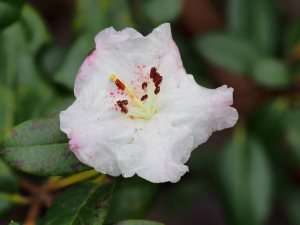 Rhododendron leucaspis