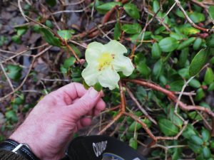 Rhododendron sulfureum