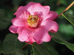 Camellia x williamsii ‘Carlolyn Williams’