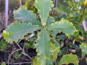 Quercus liabmanii