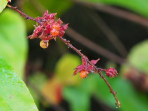 Rubus ichangensis