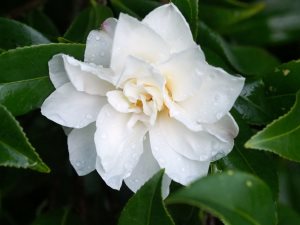 Camellia x vernalis ‘Dawn’