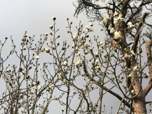 Magnolia campbellii ‘Strybing White’