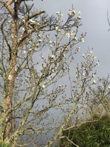 Magnolia campbellii ‘Strybing White’