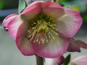 Helleborus ‘Sally’s Shell’