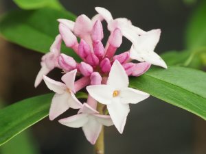 Daphne bholua ‘Spring Beauty’