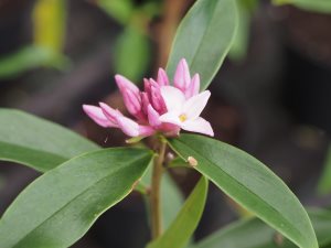 Daphne bholua ‘Spring Beauty’