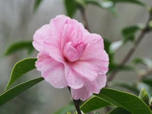 Camellia x williamsii ‘Galaxie’