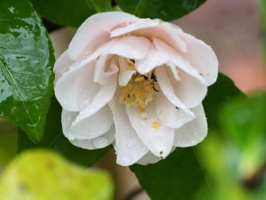 Camellia ‘Spring Mist’