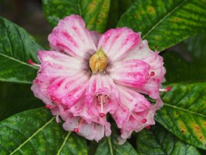 self-sown Rhododendron grande seedlings