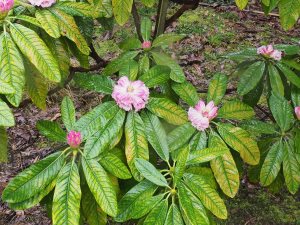 self-sown Rhododendron grande seedlings