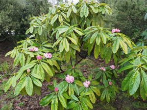 self-sown Rhododendron grande seedlings