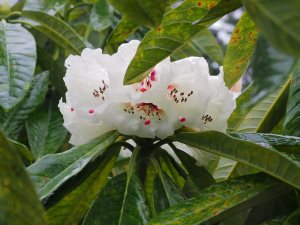 ‘true’ Rhododendron grande seedling