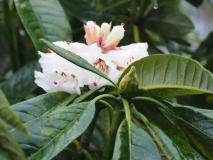 ‘true’ Rhododendron grande seedling