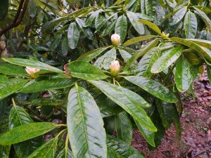 ‘true’ Rhododendron grande seedling