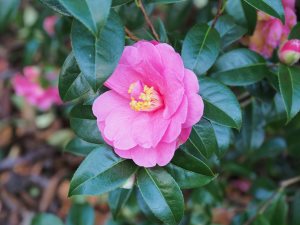 Camellia x williamsii ‘Inspiration’