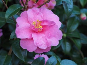 Camellia x williamsii ‘Inspiration’