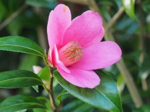 Camellia x williamsii ‘John Pickthorn’