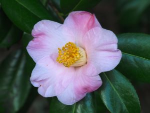 Camellia x williamsii ‘Philippa Forwood’