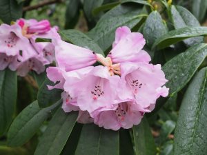 Rhododendron sutchuanense