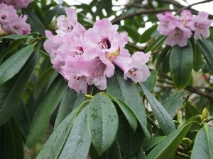 Rhododendron sutchuanense